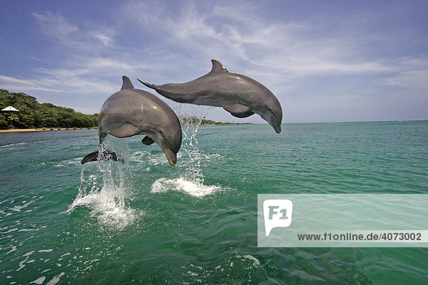 Großer Tümmler (Tursiops truncatus)  Delfin  Delphin  Paar  adult  springt aus dem Wasser  Karibik  Roatan  Honduras  Zentralamerika