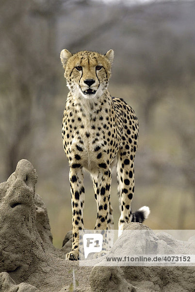 Gepard (Acinonyx jubatus) erwachsen Sabi Sand Game Reserve Kruger National Park Südafrika Afrika