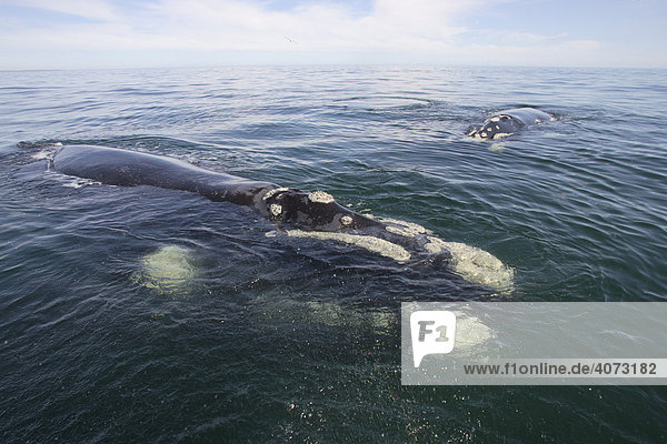 Southern Right Whale (Balaena glacialis)  adult  schwimmend  Kopf  Hermanus  Südafrika  Afrika