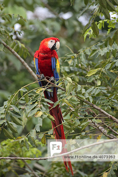 Hellroter Ara (Ara macao)  adult  auf Baum  Roatan  Honduras  Mittelamerika
