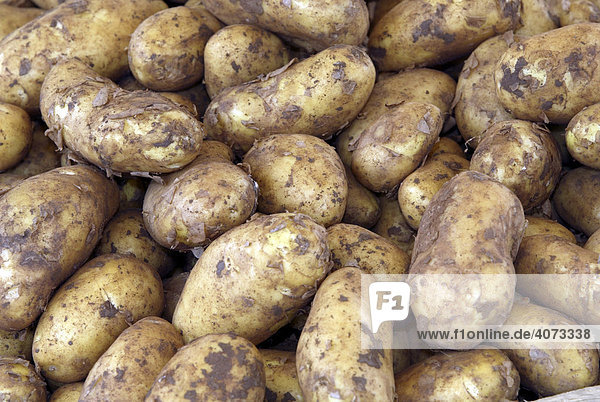 Kartoffeln (Solanum tuberosum)  Wurzeln