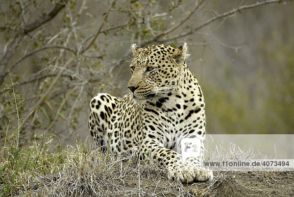 Leopard (Panthera pardus) adult männlich Sabi Sand Game Reserve Südafrika Afrika