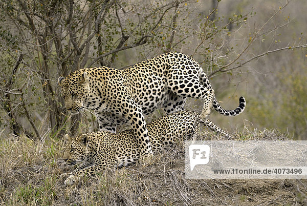 Leopard (Panthera pardus) Paar adult Sabi Sand Game Reserve Südafrika Afrika