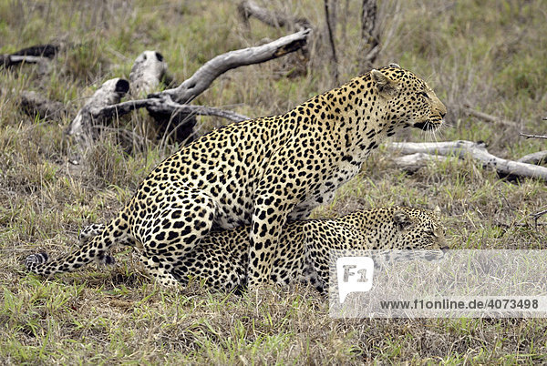 Leopard (Panthera pardus) Paar adult Sabi Sand Game Reserve Südafrika Afrika