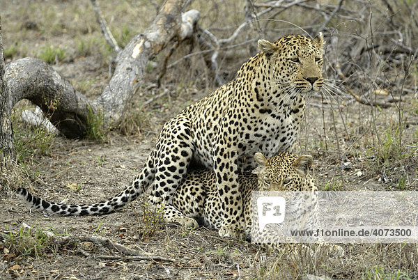 Leopard (Panthera pardus) Paar Sabi Sand Game Reserve Südafrika Afrika