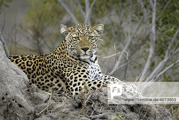 Leopard (Panthera pardus) weiblich Portrait Sabi Sand Game Reserve Südafrika Afrika