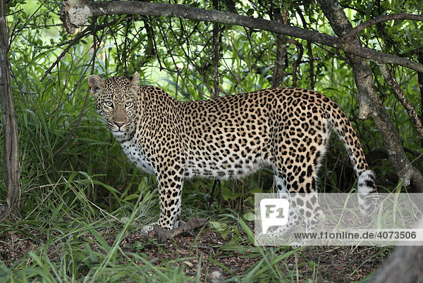 Leopard (Panthera pardus) adult weiblich Sabi Sand Game Reserve Südafrika Afrika