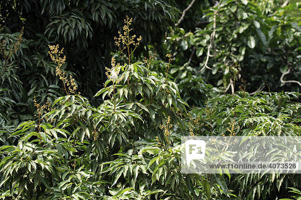 Litchie (Litchi chinensis)  Baum  Madagaskar  Afrika