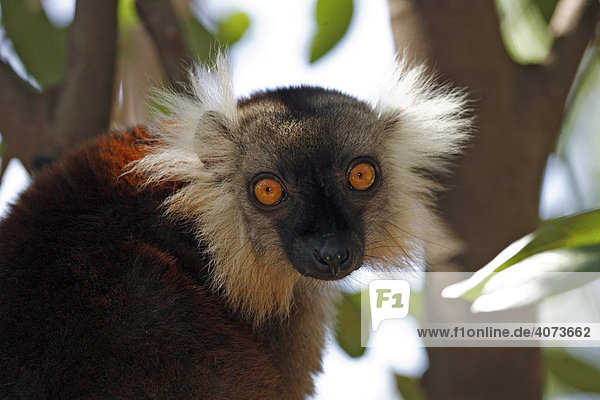 Mohrenmaki (Eulemur macaco)  adult  weiblich  auf Baum  Portrait  Nosy Komba  Madagaskar  Afrika