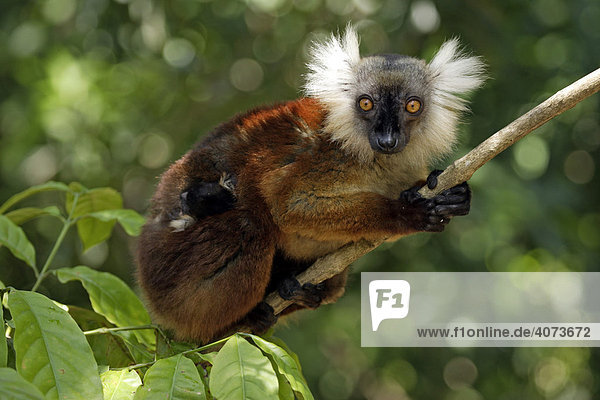 Mohrenmaki (Lemur macaco)  adult  weiblich  mit Jungtier auf Baum  Nosy Komba  Madagaskar  Afrika