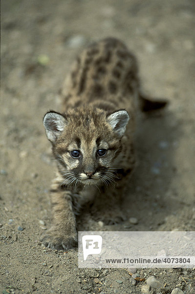 Cougar or Puma (Puma concolor) cub  Montana  USA  North America