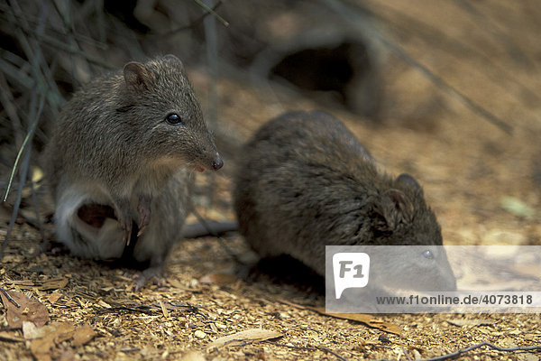 Langschnauzen-Kaninchenkänguru oder Langnasenpotoroo (Potorous tridactylus)  Paar  adult  auf Nahrungssuche  Australien