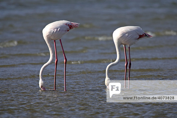 Rosa Flamingos (Phoenicopterus ruber roseus)  adult  auf Nahrungssuche im Wasser  Walvis Bay  Namibia  Afrika
