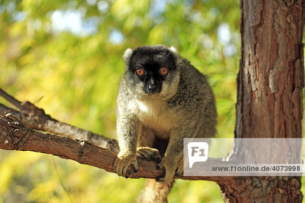Schwarzkopfmaki  Brauner Lemur (Eulemur fulvus fulvus)  Adult  männlich  auf Baum  Madagaskar  Afrika