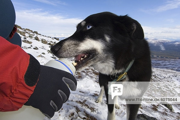 Blue eyed husky drinking water from a water bottle  Yukon Territory  Canada  North America