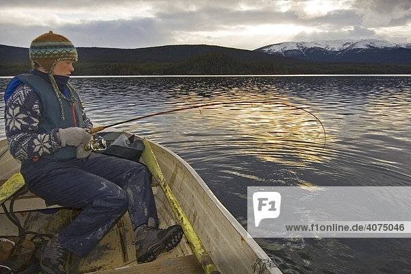 Frau in einem Boot müht sich mit einem großen Fisch an der Angel ab  Sonnenuntergang  auf dem Fluss Big Salmon Lake  Yukon Territory  Kanada  Nordamerika