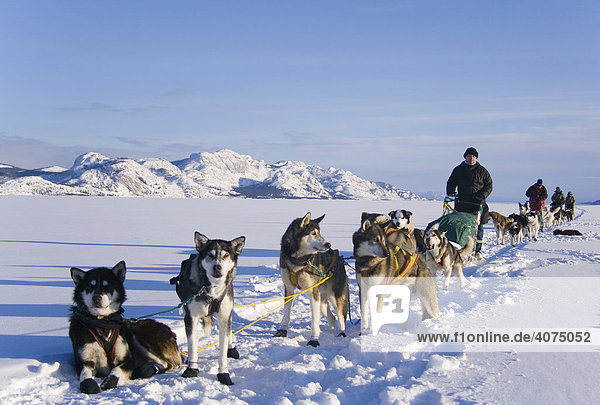 Schlittenhunde die sich auf dem Eis des gefrorenen Sees ausruhen  Lake Laberge  Yukon-Territorium  Kanada  Nord Amerika