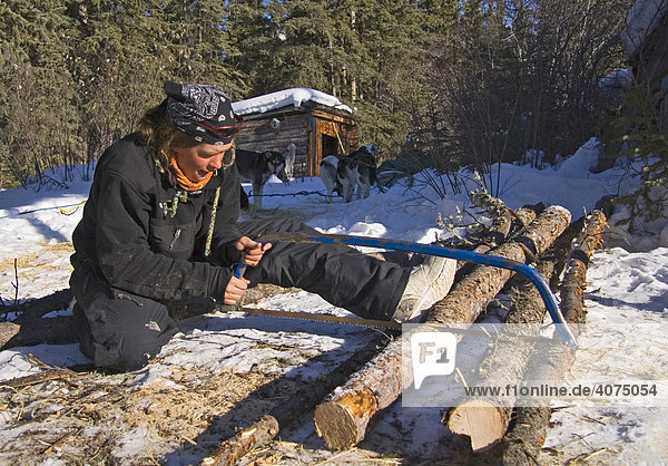 Junge Frau sägt Feuerholz für eine Trapperhütte  Yukon Fluss  Yukon-Territorium  Kanada  Nord Amerika