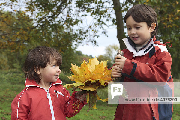 Children gathering autumn leaves  Niederwerth  Rhineland-Palatinate  Germany  Europe