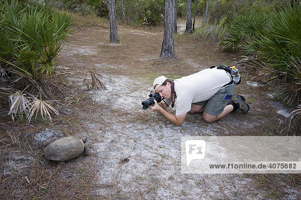 Fotograf beim Fotografieren einer freilebenden Gopher Schildkröte (Gopherus polyphemus)  Florida  USA