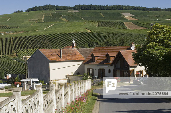 Häuser und Weinberge der Champagne  Frankreich  Europa