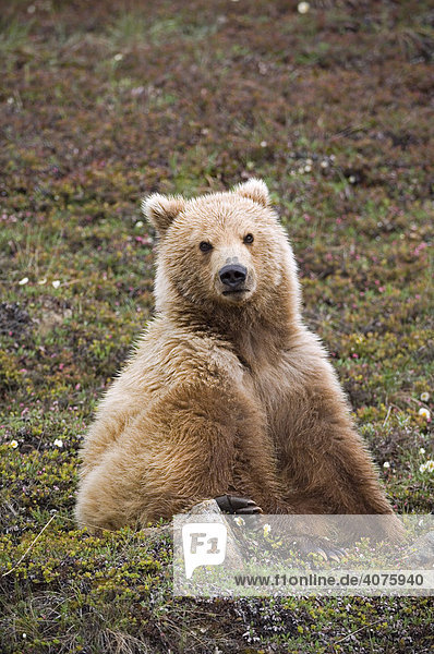 Braunbär (Ursus arctos)  Denali National Park  Alaska  Amerika