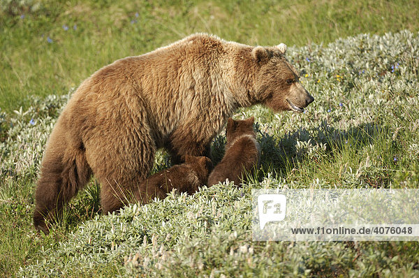 Braunbär (Ursus arctos) mit Jungen im Denali National Park  Alaska  USA