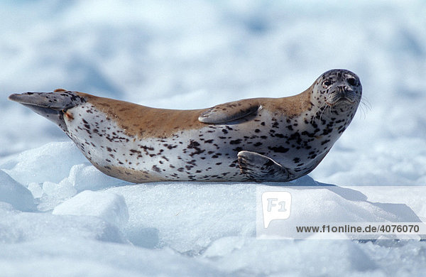 Seehund (Phoca vitulina) auf Eisscholle im Prince William Sound  Alaska  USA