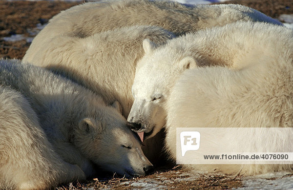 Eisbären (Ursus maritimus)  Sozialverhalten  Hudson Bay  Kanada  Nordamerika