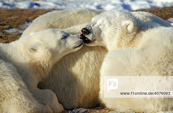 Eisbären (Ursus maritimus) Eisbärenfamilie  Sozialverhalten  Hudson Bay  Kanada  Nordamerika