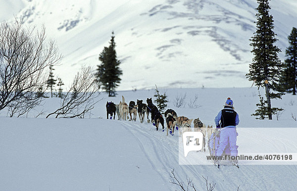 Dog sleigh team  Alaska  USA