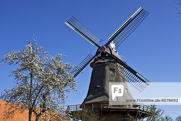 Historische Windmühle  Schlachtmühle  zweistöckiger Galerieholländer mit Windrose  Jever  Ostfriesland  Niedersachsen  Deutschland  Europa