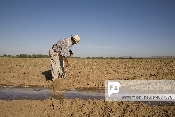Ein hispanoamerikanischer Arbeiter auf einer großen Farm öffnet Wassergräben um ein Feld zu bewässern  Yuma  Arizona  USA