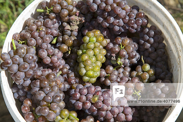 Pinot gris-Trauben  geerntet im Karma Vista Weingut in Coloma  südwestlich von Michigan  USA