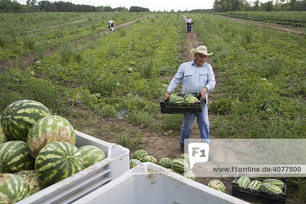 Mexican Americans picking watermelons at an organic family farm near Detroit  Yale  Michigan  USA