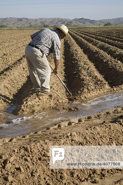 A Hispanic worker on a large farm opening up ditches to irrigate a field  Yuma  Arizona  USA
