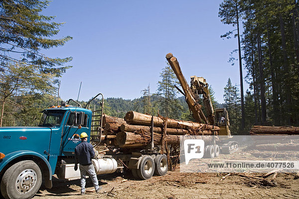 Abholzung von Rotholzbäumen  Fort Bragg  nördliches Kalifornien  USA