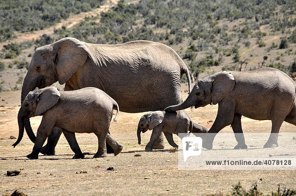 Afrikanische Elefanten (Loxodonta africana) im Addo National Park  Südafrika  Afrika