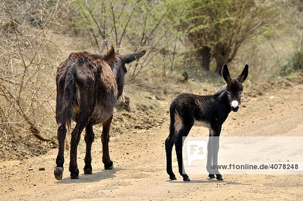 Donkey (Equus asinus) jenny and foal  Swaziland  South Africa  Africa