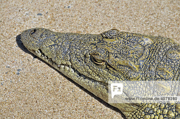 Vierjähriges Nilkrokodil (Crocodylus niloticus)  Santa Lucia Crocodile Center  Südafrika  Afrika