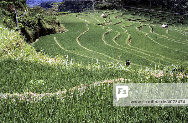 Reisfelder im Terrassenanbau  Bali  Indonesien  Asien