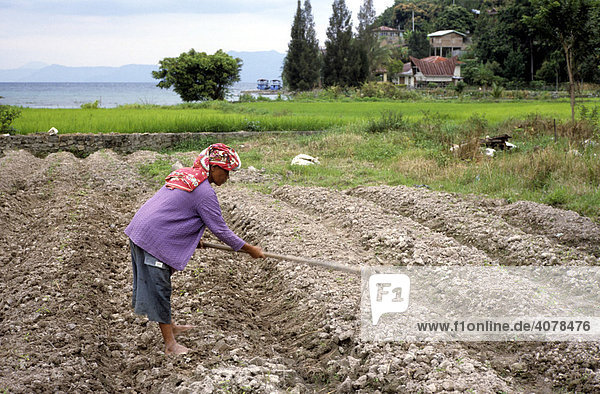 Woman working in a field  Indonesia  Asia