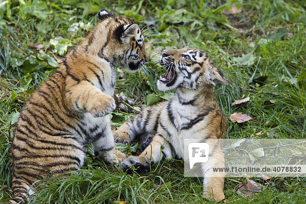 Junge Sibirische Tiger (Panthera tigris altaica) spielen  Sibirien  Asien  Zoo
