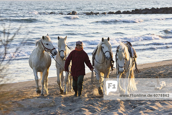 Mädchen mit Camarguepferden am Strand  Camargue  Südfrankreich  Europa