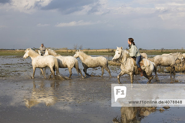 Camargue horses with guardians  Camargue  Southern France  Europe