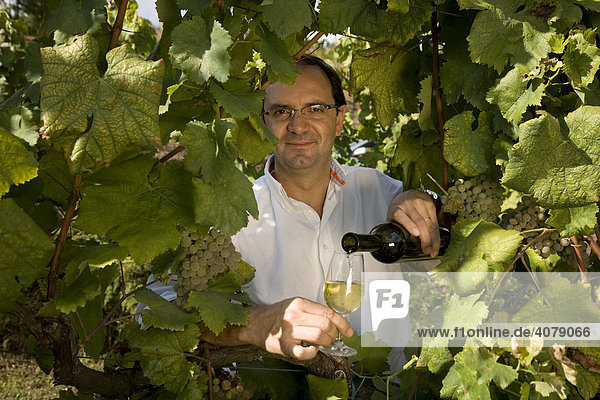 Oenologist Jorge Sousa Pinto in the vineyard of Quinta de Carapeços near the village of Amarante  Porto area  North Portugal region  Portugal  Europe