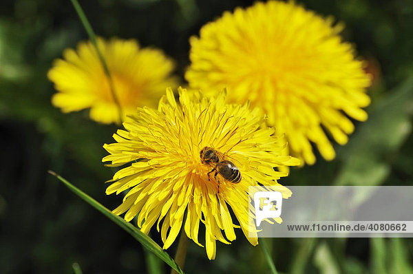 Löwenzahn (Taraxacum officinale) mit Biene (Apis mellifera)
