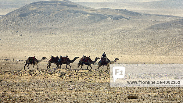 Kamele in der Wüste  Gizeh  Kairo  Ägypten  Nordafrika  Afrika