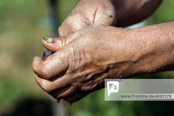 Grape harvester's rough hands at work