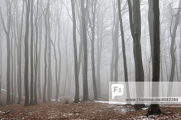 Wald im Winter bei Nebel  Pfälzer Wald  Pfalz  Rheinland-Pfalz  Deutschland